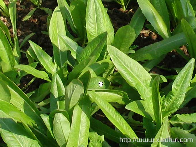 老宅男种菜记：绿油油的油麦菜