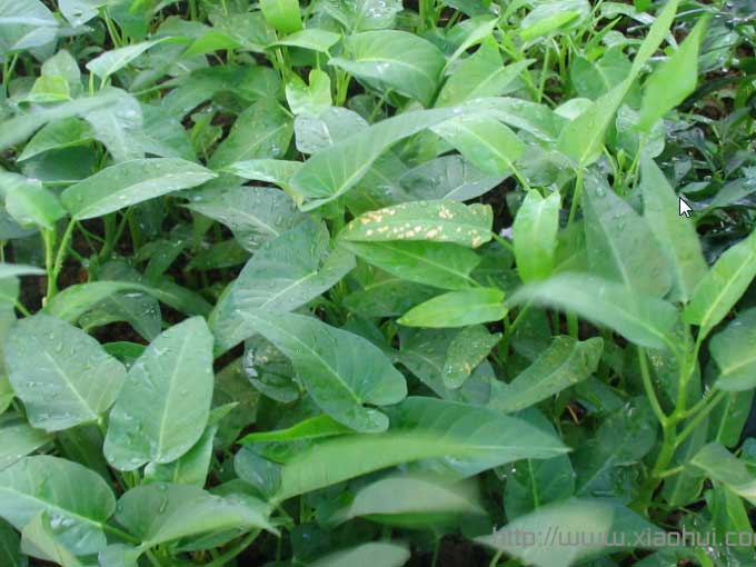 浇水后的空心菜，绿油油的。这可完全是没有化肥、没有农药、没有生长素的环境下成长的绿色蔬菜哈